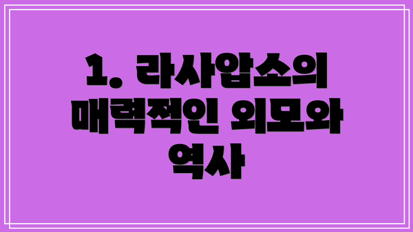 1. 라사압소의 매력적인 외모와 역사